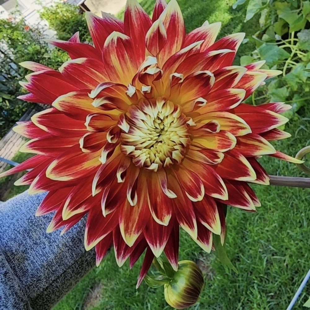Dahlia Seeds